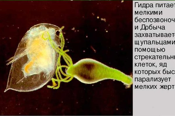 Kra31.cc