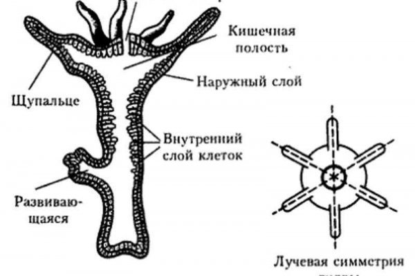 Актуальная ссылка на кракен